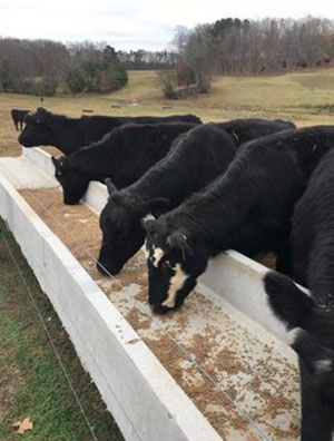 Concrete Feeding Troughs in Greensboro, North Carolina